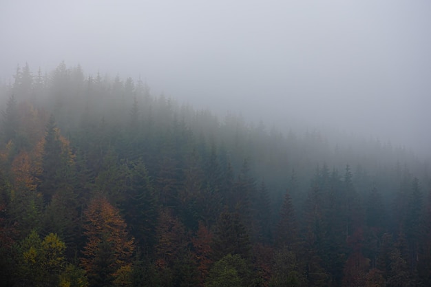 一汽大众商务车/一汽大众商务车型大全